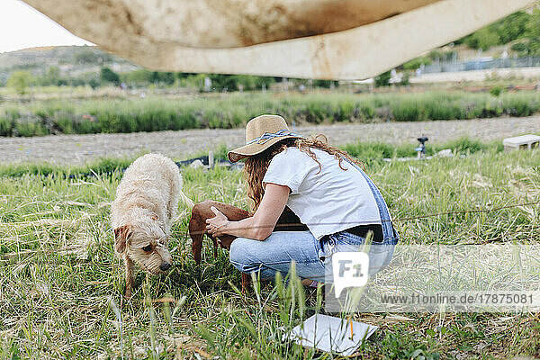 Farmer squatting and stroking dogs on field