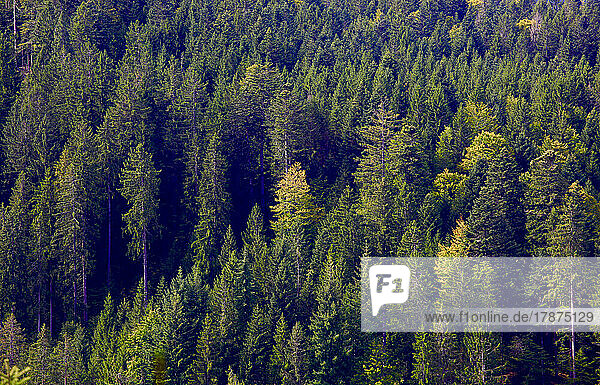 Aerial view of green woodland in Black Forest range