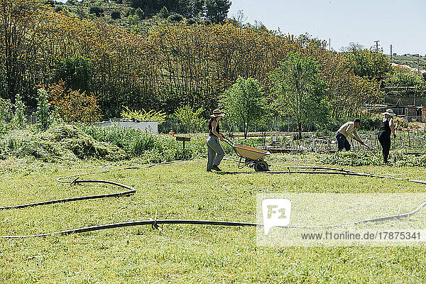 Farm workers working at field on sunny day