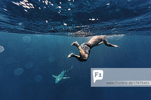 Mann schwimmt mit Hai im Meer