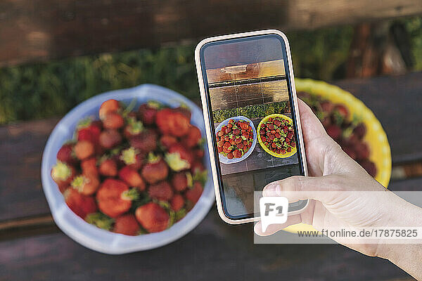 Farmer photographing bowl of fresh strawberries through smart phone