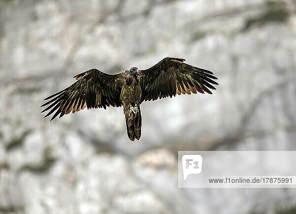 Bearded vulture (Gypaetus barbatus) in flight