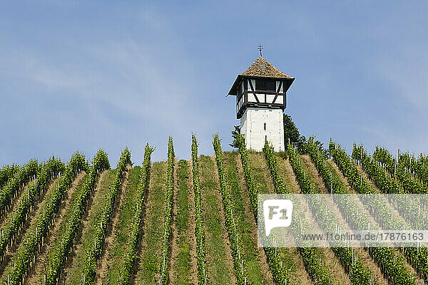 Deutschland  Baden-Württemberg  Meersburg  Sommerweinberg mit mittelalterlichem Wachturm im Hintergrund