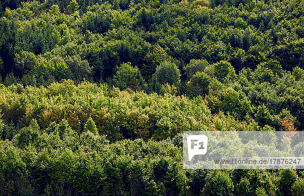 Aerial view of green woodland in Black Forest range