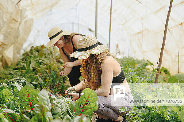 Farmers wearing hat examining leafy vegetables in greenhouse