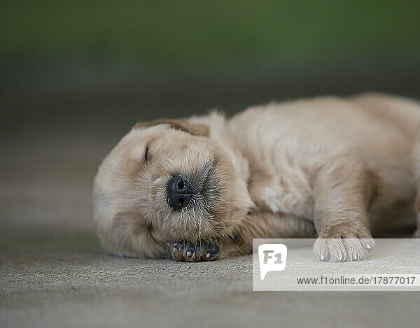 Golden Retriever puppy sleeping on ground