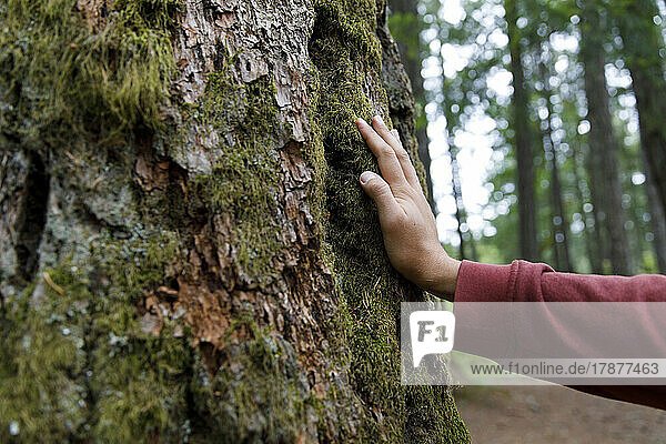 Hand eines Mannes berührt moosbedeckten Baumstamm im Wald