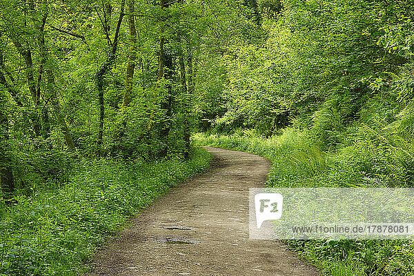 UK  England  Dirt road in lush green springtime forest