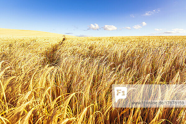 Vast barley field in summer