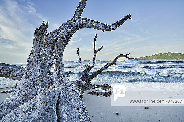 Seychelles  La Digue  Driftwood lying on sandy beach