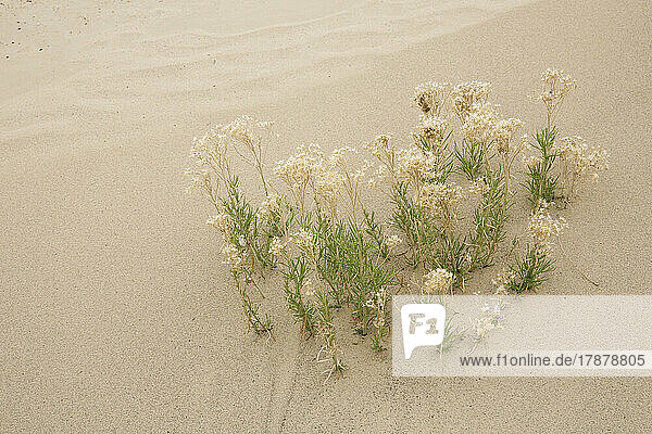 Plants growing in sand in desert