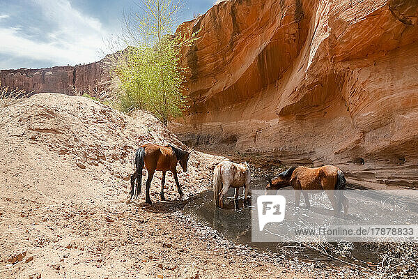 United States  Navajo Nation  Arizona  Chinle  Canyon De Chelly National Park  Wild horses drinking water from pond