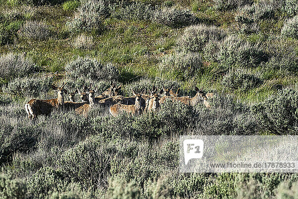 United States  Idaho  Bellevue  Herd of deer on sagebrush hillside