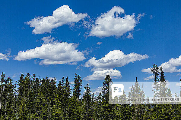 United States  Idaho  Stanley  White clouds over forest near Sun Valley