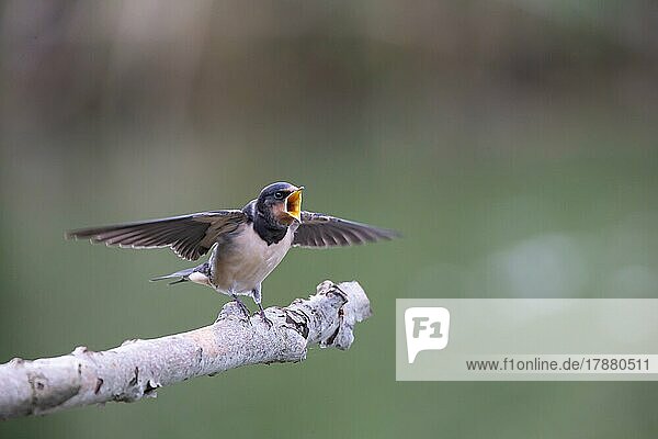 Barn Swallow (Hirundo rustica) Young bird begging for food