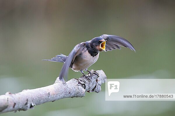Barn Swallow (Hirundo rustica) Young bird begging for food