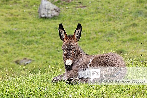 Domestic donkey (Equus asinus asinus)  young animal  Dolomites  Trentino  Italy  Europe