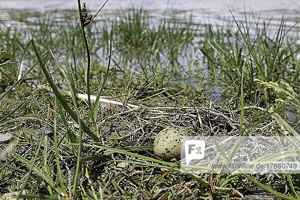 Flussseeschwalbe (Sterna hirundo)  Ei  Nest  Biosphärenreservat Donaudelta  Rumänien  Europa