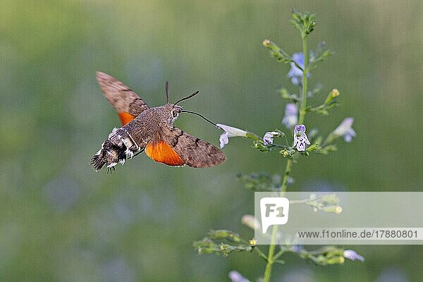 Hummingbird hawk-moth (Macroglossum stellatarum) sucking nectar from flower in flight  Veneto  Italy  Europe