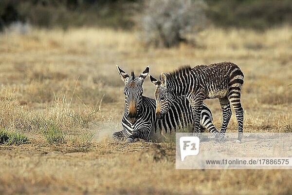 Cape Mountain Zebra (Equus zebra zebra)  adult  young  mother with young  alert  foraging  Mountain Zebra National Park  Eastern Cape  South Africa  Africa