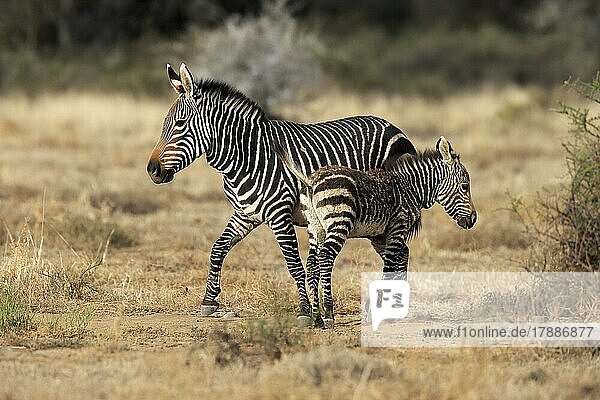 Kap Bergzebra (Equus zebra zebra)  adult  Jungtier  Mutter mit Jungtier  wachsam  Nahrungssuche  Mountain Zebra Nationalpark  Ostkap  Südafrika