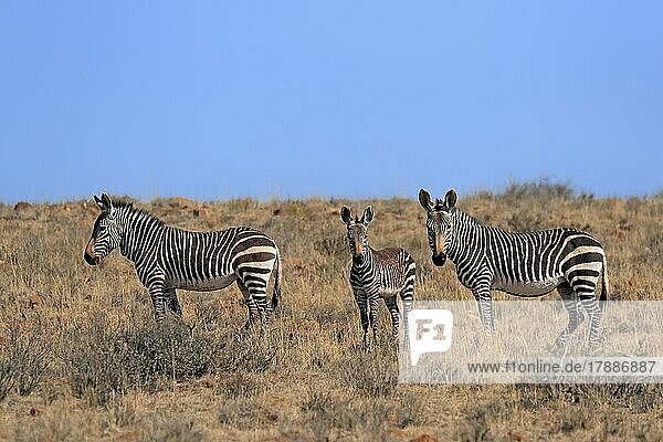 Kap Bergzebra (Equus zebra zebra)  adult  Jungtier  Familie  wachsam  Nahrungssuche  Mountain Zebra Nationalpark  Ostkap  Südafrika