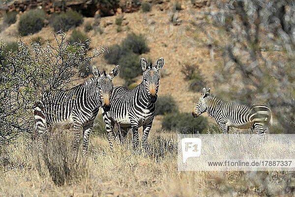 Kap Bergzebra (Equus zebra zebra)  adult  Gruppe  drei Zebras  wachsam  Nahrungssuche  Mountain Zebra Nationalpark  Ostkap  Südafrika