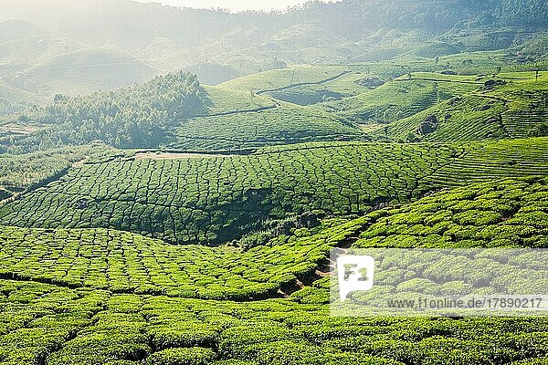 Kerala India travel background  green tea plantations in Munnar  Kerala  India  tourist attraction  Asia