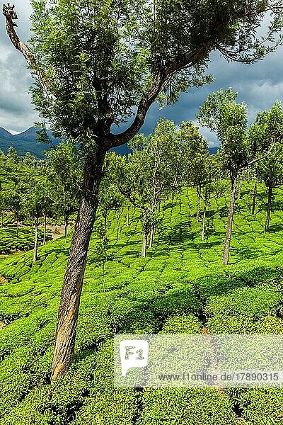Kerala India travel background  green tea plantations with trees in Munnar  Kerala  India close up