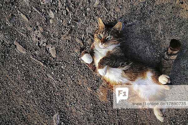 Braun getigerte Hauskatze (Felis silvestris catus) liegt auf dem Rücken  räkelt sich entspannt in der Abendsonne  steiniger Boden  Textfreiraum  Deutschland  Europa