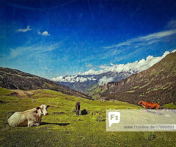 Vintage Retro-Hipster-Stil Reise Bild der ruhigen friedlichen Landschaft Hintergrund  Kühe grasen auf alpinen Wiese im Himalaya-Gebirge. Himachal Pradesh  Indien  Asien