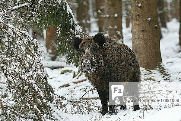 Wildschwein (Sus scrofa) starker Keiler sichert im Winterwald  Allgäu  Bayern  Deutschland  Europa