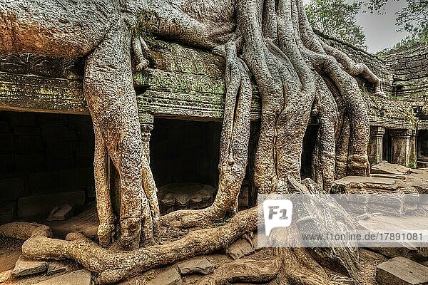 Bild mit hohem Dynamikbereich (hdr) von antiken Ruinen mit Baumwurzeln  Tempelruine Ta Prohm  Angkor  Kambodscha  Asien