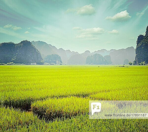Vintage retro hipster style travel image of rice field. Tam Coc  Vietnam  Asia