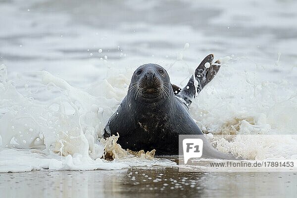 Grey (Halichoerus grypus) seal adult with a wave breaking over it in the sea  Norfolk  England  United Kingdom  Europe