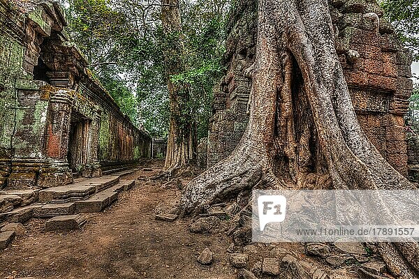 Bild mit hohem Dynamikbereich (hdr) von antiken Ruinen mit Bäumen  Ta Prohm-Tempel  Angkor  Kambodscha  Asien