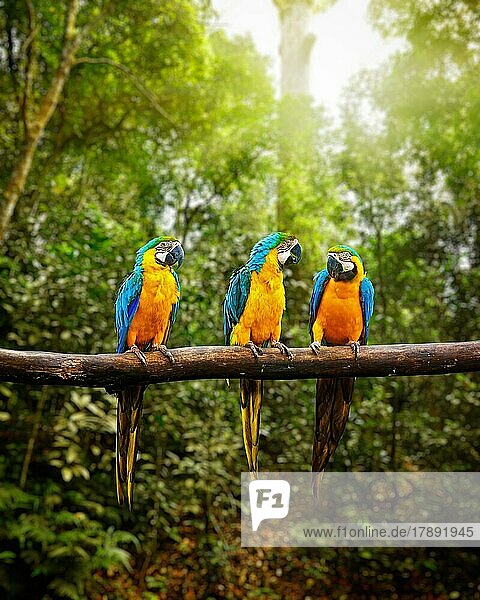 Exotisches Reisekonzept Hintergrund  Blau-Gelb-Ara (Ara ararauna)  auch bekannt als Blau-Gold-Ara auf einem Ast im tropischen Wald