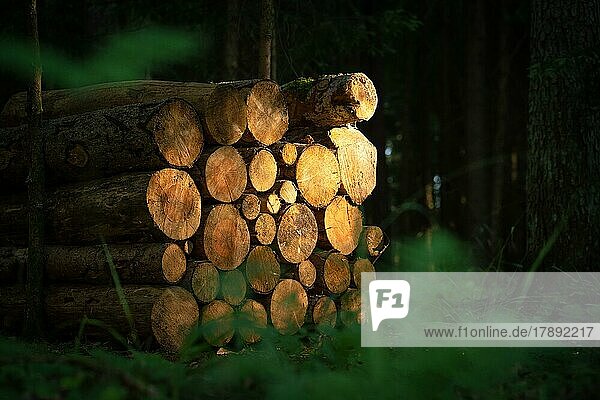 Wood piles in the evening light in the forest  Black Forest  Germany  Europe