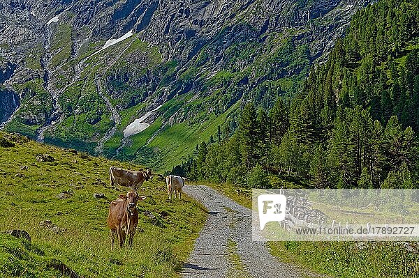 Lüsenstal  Alpine meadows with cows and fence  midsummer  Stubai Alps  municipality of St. Sigmund im Sellraintal  Tyrol  Austria  Europe