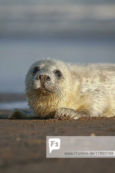 Grey (Halichoerus grypus) seal juvenile pup resting on a beach  Lincolnshire  England  United Kingdom  Europe