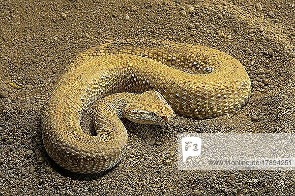 Asiatische Sandviper (Eristicophis macmahoni) Iran