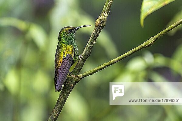 Coppery-headed emerald (Elvira cupreiceps) male  Monteverde Rainforest  Costa Rica  Central America