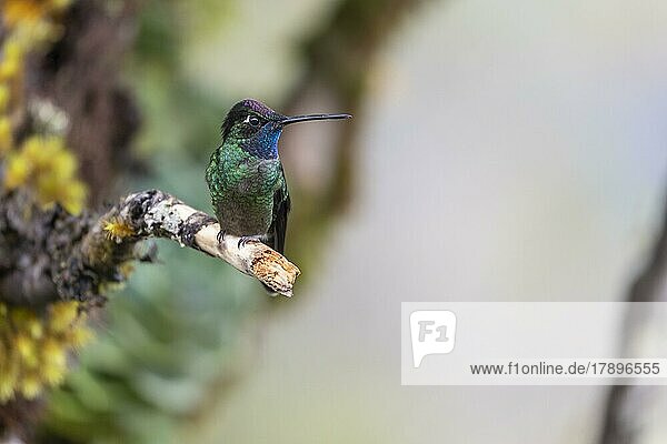 Talamanca hummingbird (Eugenes spectabilis)  male  lives in the highlands  Cordillera de Talamanca  Costa Rica  Central America