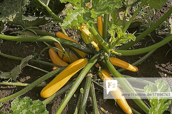 Gelbe Zucchinis in einem Gartenkürbis (Cucurbita pepo)