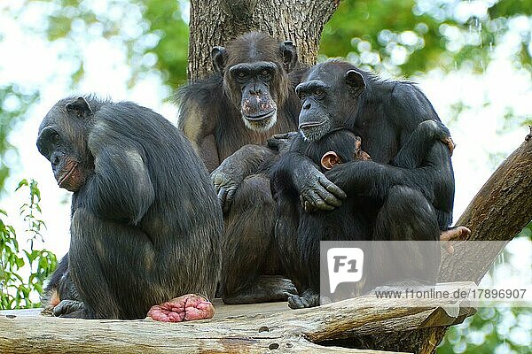 Western chimpanzee (Pan troglodytes verus)  animal group with young  captive  Germany  Europe