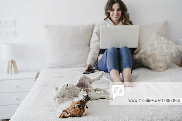 Dog lying on bed by woman using laptop in background