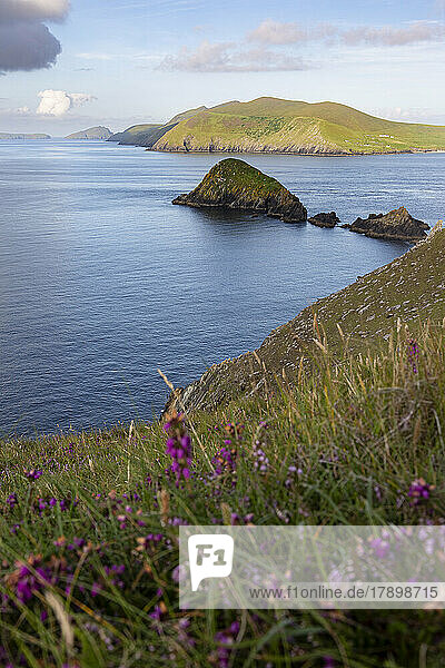 Ireland  Coastline of Dingle Peninsula with wildflowers blooming in foreground