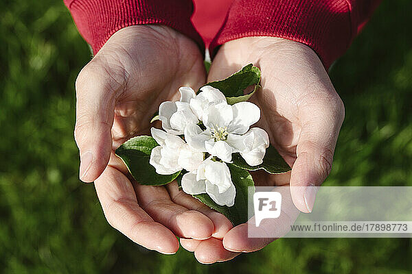 Hands of man holding white flower