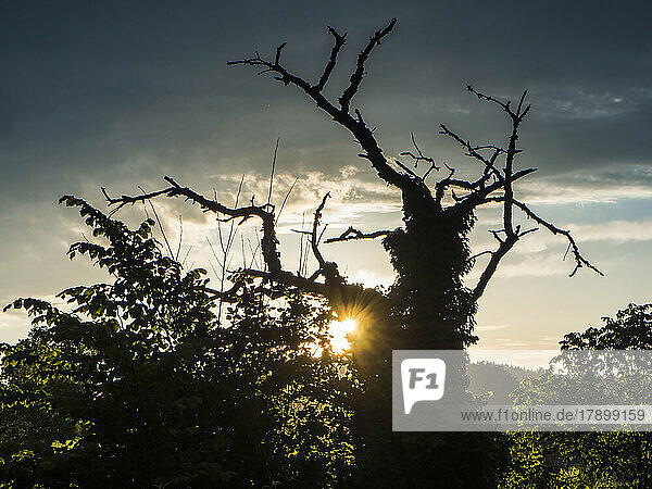 Sun setting behind old tree in Upper Palatinate forest