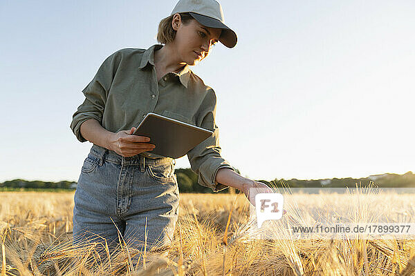 Woman holding digital tablet in field examining barley ear